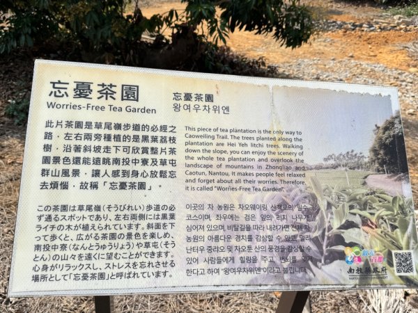 草尾嶺血藤滿山開3019001