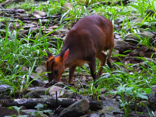 【宜蘭員山】新天堂樂園福山植物園生態之旅390722