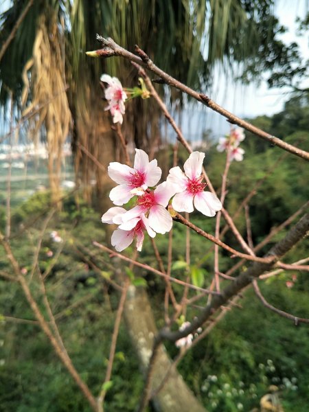 齋明寺古道1826404