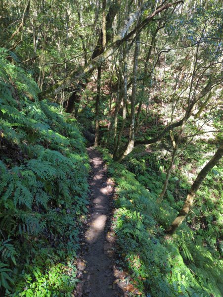 2026.01.03－鎮西堡B區神木群2981121