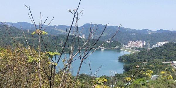 基隆國家新城樂利山，國寶鐘萼木開花惹1281537