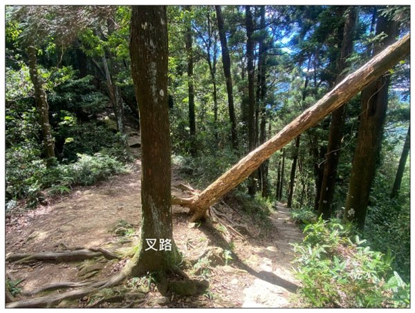仙山古道群峰、大東勢山、上大窩山 O型縱走3060948