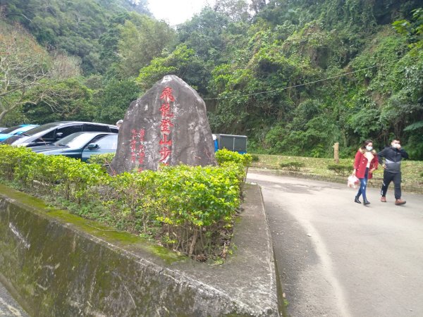 蓮華山步道上蕨類地毯1600949