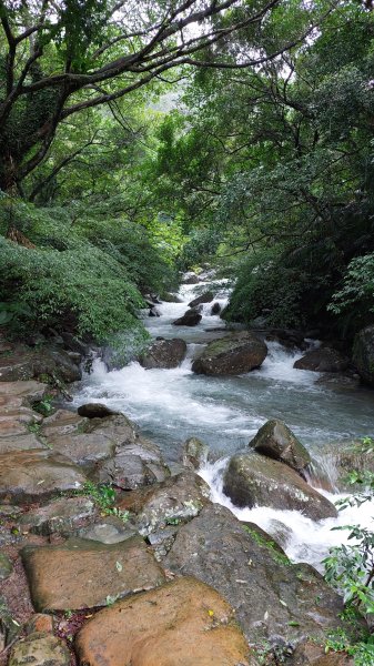 20221105-草嶺古道+桃源谷步道1902573