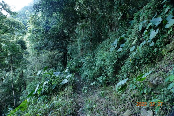 嘉義 阿里山 幾阿佐名山1623911