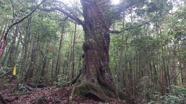 惠蓀林場小出山登山步道關刀山林道起登1726024