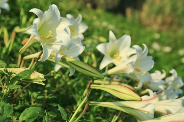 初夏北海岸的山花亂舞-麟山鼻的台灣百合125491