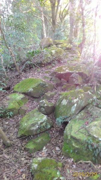 20160229新竹關西蓮苞山,外鳥嘴山31362