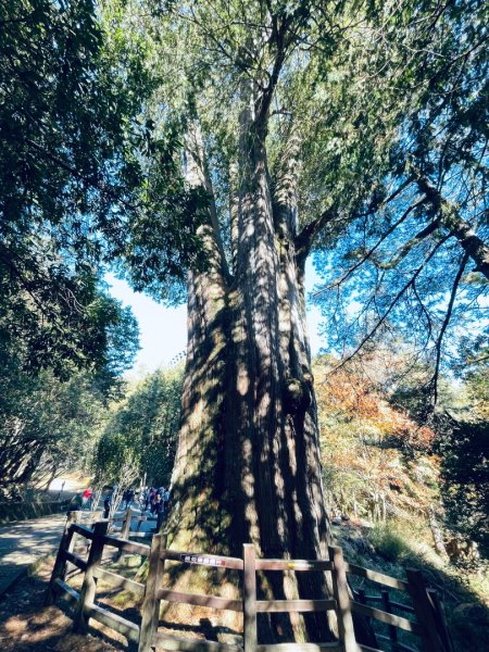 20241230 大雪山神木步道2745387