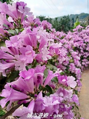 【苗栗】賞花趣~銅鑼杭菊x通霄蒜香藤花廊2945991