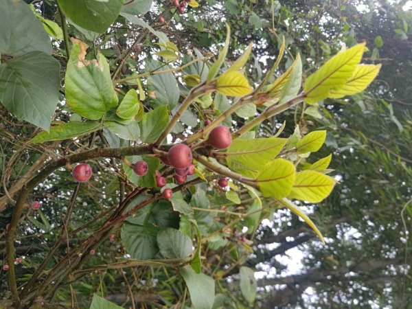 梅山鄉撿山頭2449394