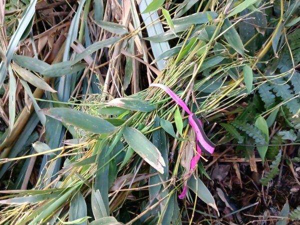 雙溪區聖南寺朝山古道+大竹林山(未果)2963573