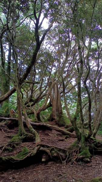 塔曼山：新北市第一高峰之樹的國度1860942