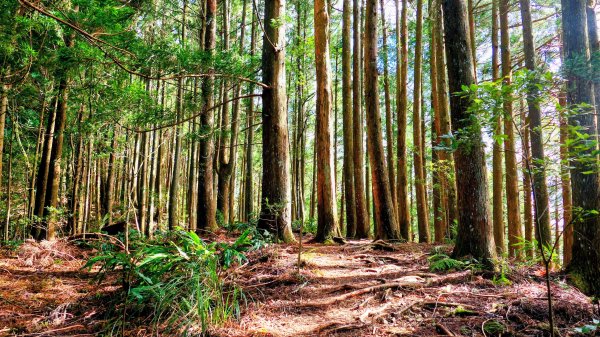 油羅山(一上三下)2959148