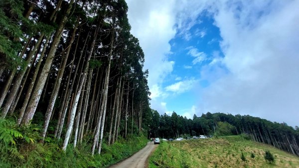 柳杉的國度-油羅山2095582