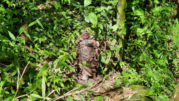 《南投》溪頭三秀｜溪頭山竹崙山志騰山O繞樟仔林林道202509212893444