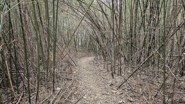 小中嵙登山步道頂中嵙山O形2385043