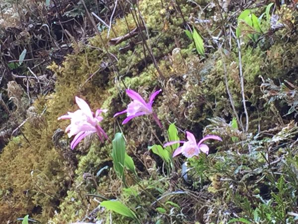 加里山 - 巨石盤根錯節中尋訪一葉蘭113519