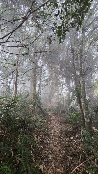 【登頂小百岳；見證九二一】解鎖第57座小百岳，編號047九份二山 🏔️2952083