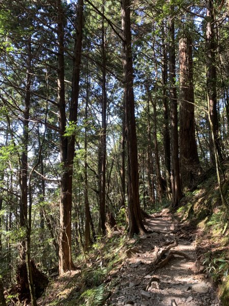 20251018台中八仙山2921447