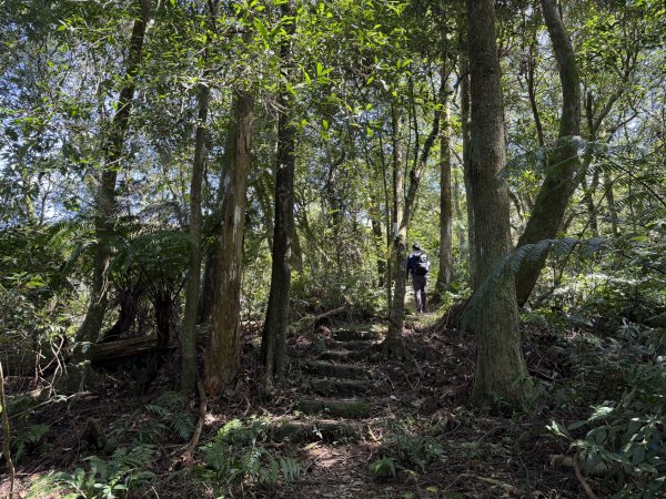 [淡蘭古道] 2026_0315 南路第三段_獵狸尖步道3017273