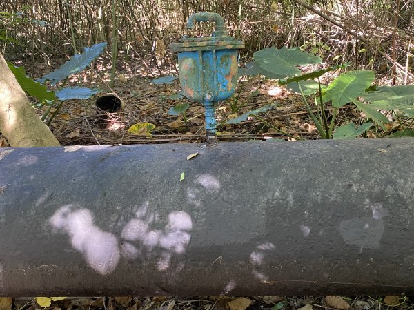 2024/09/16 天母古道（水管路） 紗帽山2884392