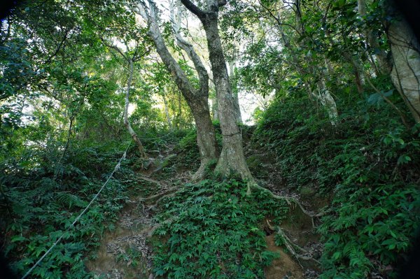 桃園 龍潭 太平山、清水坑山、石門山、小粗坑山、大竹坑山2977102