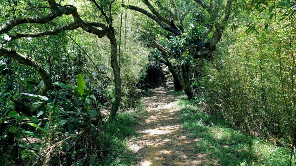 拳山古道,土地公嶺古道,中埔山古道,文山森林公園2578173