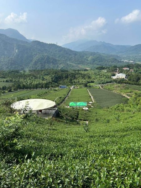［竹山］山坪頂茶山七星步道2909686