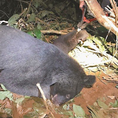 【新聞】防範野生動物誤中陷阱 政府將加強查緝非法獵具並尋求有效管理