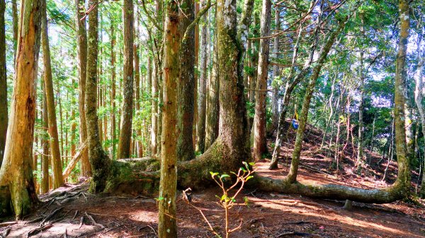 油羅山(一上三下)2959151