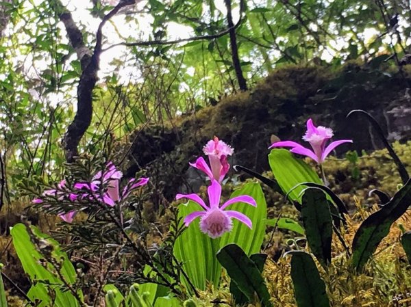 越發和隋之珍的加里山一葉蘭 - 2019/4/13