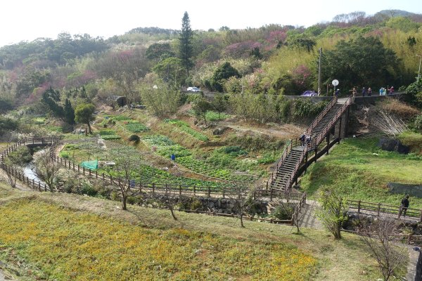 鵝尾山梯田3086956