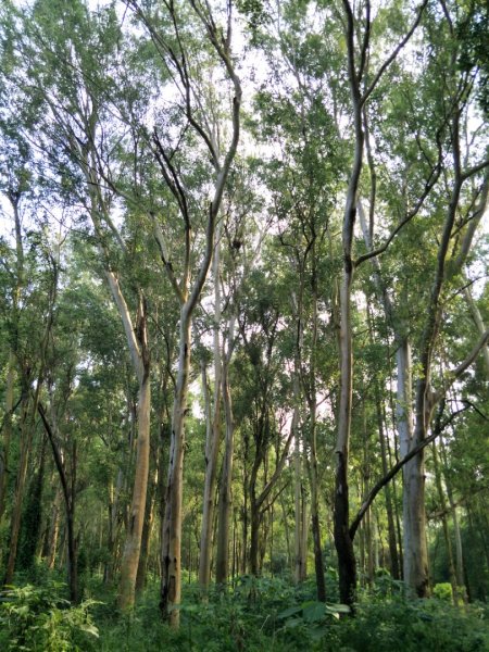 西瓜山森林步道(虎山森林步道)1461404