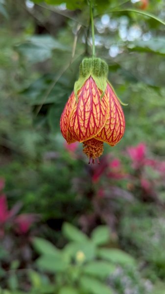 114.04.12一線天-長壽嶺-外南勢角山2760473