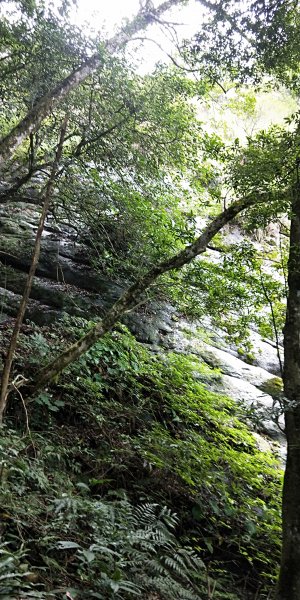 內鳥嘴山，北得拉曼神木群步道，瀑布初體驗1062621