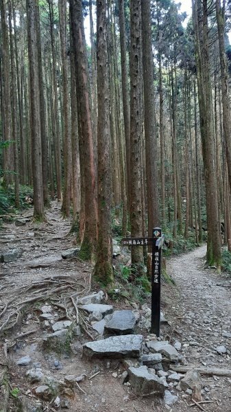 《台中》魔幻杜鵑林｜橫嶺山沙蓮山O型202303042051540