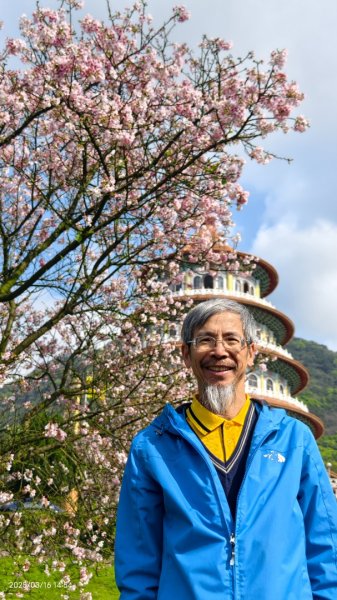 #綠繡眼 訪花 #吉野櫻 #天元宮 #楓樹湖 03162736740