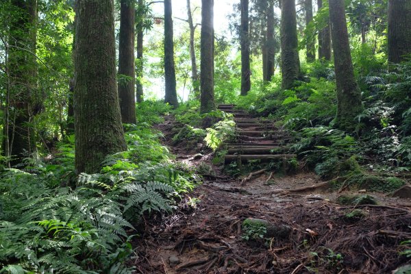 桃園復興區  東卡O縱2823806