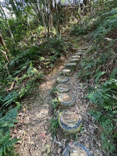 20260110楊梅福人步道-老坑山-保甲古道-東森山林步道-小楊梅步道-秀才步道茶園段2982039