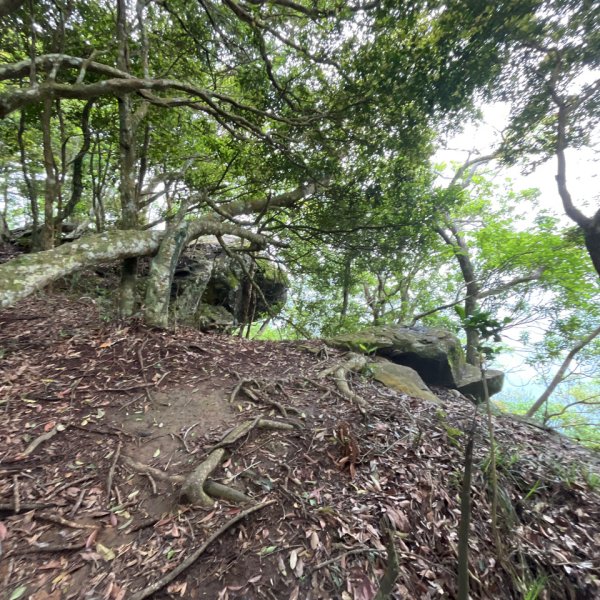 20250421_向天湖山步道（苗栗小百岳）2855817