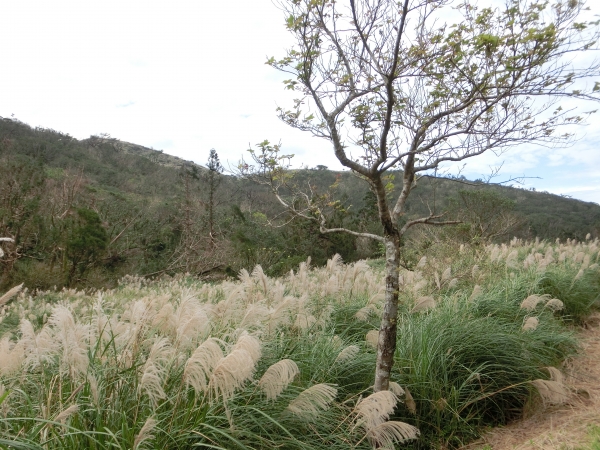 大屯山西峰．南峰．大屯坪94799