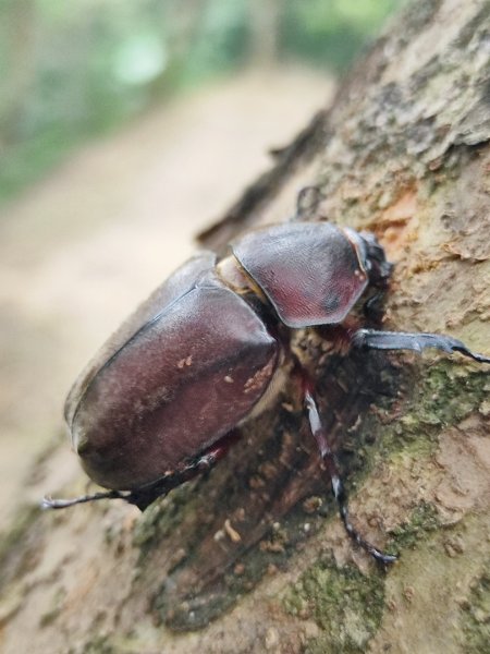 夏日甲蟲祭典（羊稠森林步道，龜山福源山-山佳車站）2826605