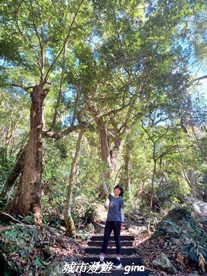 【台中和平】生態廊道。 雪山坑環線步道x巨人之手觀景點2954007