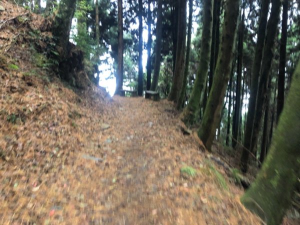 觀霧 檜山巨木步道 雲霧步道501017