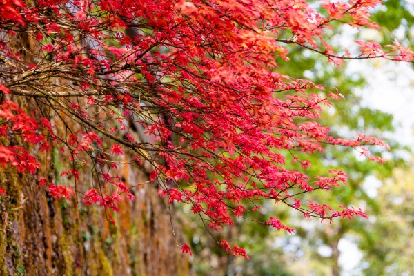 2026-03-28 阿里山3027219