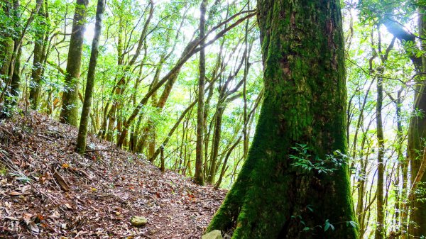 油羅山(一上三下)2959158