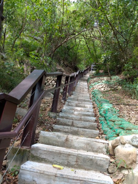 步道巡訪員 l 鯉魚山步道七月巡訪日誌1050323