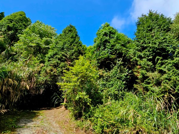 金柑樹山、忘憂森林步道-(南投)臺灣百大必訪步道2789373