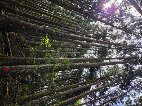 【中級山】麥巴來山，夢幻杉木林3089259